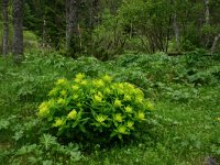 Euphorbia brittingeri 18, Wrattige wolfsmelk, Saxifraga-Dirk Hilbers