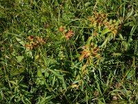 Euphorbia brittingeri 4, Wrattige wolfsmelk, Saxifraga-Ed Stikvoort