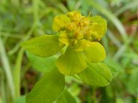 Euphorbia brittingeri 5, Wrattige wolfsmelk, Saxifraga-Ed Stikvoort