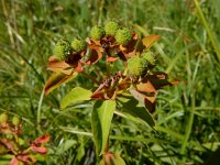 Euphorbia brittingeri 7, Wrattige wolfsmelk, Saxifraga-Ed Stikvoort