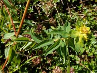 Euphorbia brittingeri 8, Wrattige wolfsmelk, Saxifraga-Ed Stikvoort