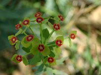 Euphorbia broteroi 1, Saxifraga-Dirk Hilbers