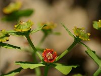 Euphorbia broteroi 2, Saxifraga-Dirk Hilbers