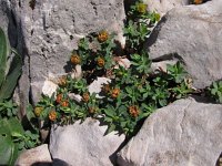 Euphorbia capitulata 1, Saxifraga-Jasenka Topic