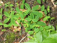 Euphorbia carniolica 1, Saxifraga-Jasenka Topic