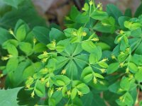 Euphorbia carniolica 2, Saxifraga-Jasenka Topic