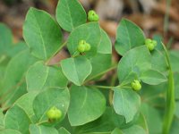 Euphorbia carniolica 3, Saxifraga-Jasenka Topic