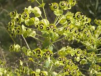 Euphorbia characias 1, Saxifraga-Jan van der Straaten