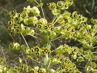 Euphorbia characias