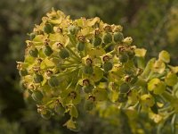 Euphorbia characias 10, Saxifraga-Willem van Kruijsbergen