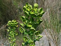 Euphorbia characias 12, Saxifraga-Jeroen Willemsen