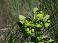 Euphorbia characias 13, Saxifraga-Jeroen Willemsen