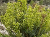 Euphorbia characias 14, Saxifraga-Jan van der Straaten