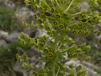 Euphorbia characias 15, Saxifraga-Willem van Kruijsbergen