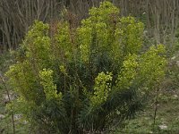 Euphorbia characias 16, Saxifraga-Willem van Kruijsbergen