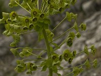 Euphorbia characias 17, Saxifraga-Willem van Kruijsbergen
