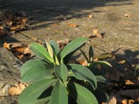 Euphorbia characias 18, Saxifraga-Rutger Barendse
