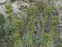 Euphorbia characias 2, Saxifraga-Willem van Kruijsbergen