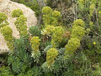 Euphorbia characias 20, Saxifraga-Jan van der Straaten