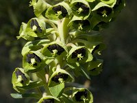 Euphorbia characias 22, Saxifraga-Willem van Kruijsbergen