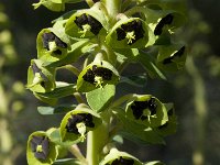 Euphorbia characias 23, Saxifraga-Willem van Kruijsbergen
