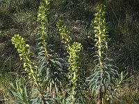 Euphorbia characias 24, Saxifraga-Willem van Kruijsbergen