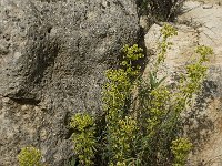 Euphorbia characias 25, Saxifraga-Willem van Kruijsbergen