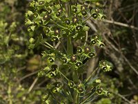Euphorbia characias 26, Saxifraga-Willem van Kruijsbergen