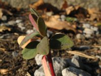 Euphorbia characias 29, Saxifraga-Rutger Barendse