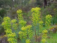 Euphorbia characias 36, Saxifraga-Ed Stikvoort