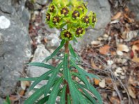 Euphorbia characias 39, Saxifraga-Ed Stikvoort