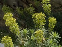 Euphorbia characias 4, Saxifraga-Jan van der Straaten