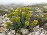 Euphorbia characias 40, Saxifraga-Ed Stikvoort