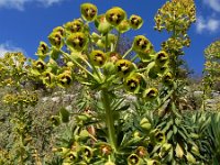 Euphorbia characias 41, Saxifraga-Ed Stikvoort