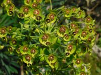 Euphorbia characias 42, Saxifraga-Ed Stikvoort