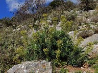Euphorbia characias 45, Saxifraga-Ed Stikvoort