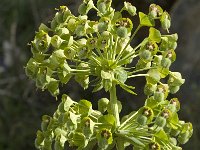 Euphorbia characias 5, Saxifraga-Jan van der Straaten