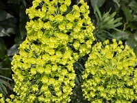 Mediterranean spurge (Euphorbia characias); flowering  Mediterranean spurge (Euphorbia characias); flowering : Euphorbia characias, Mediterranean spurge, Albanian spurge, spurge, yellow, leaf, leaves, flower, flowers, flowering, in flower, petal, petals, bloom, blooming, in bloom, growth, color, beautiful, beauty, beauty in nature, plant, plants, botany, vascular plant, flora, floral, nature, natural, blossom, blossoming, in blossom, wild, wildflower, stamen, stamens, pistil, garden plant, outside, oudoor, outdoors, no people, nobody