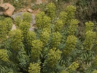 Euphorbia characias 6, Saxifraga-Jan van der Straaten