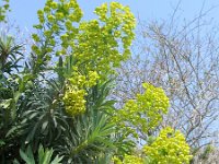 Euphorbia characias 9, Saxifraga-Jasenka Topic
