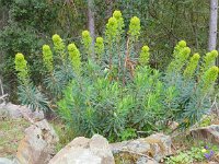 Euphorbia characias ssp characias 27, Saxifraga-Peter Meininger