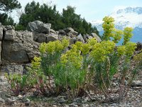 Euphorbia characias ssp wulfenii 30, Saxifraga-Ed Stikvoort