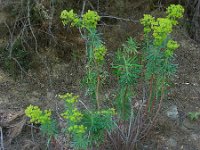 Euphorbia characias ssp wulfenii 32, Saxifraga-Ed Stikvoort