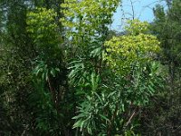 Euphorbia characias ssp wulfenii 33, Saxifraga-Ed Stikvoort