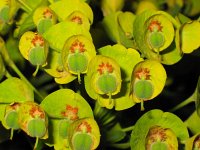 Euphorbia characias ssp wulfenii 7, Saxifraga-Jasenka Topic