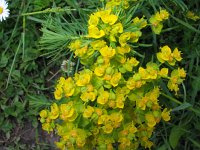 Euphorbia cyparissias 12, Cipreswolfsmelk, Saxifraga-Jasenka Topic