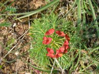 Euphorbia cyparissias 13, Cipreswolfsmelk, Saxifraga-Jasenka Topic