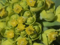 Euphorbia cyparissias 26, Cipreswolfsmelk, Saxifraga-Rutger Barendse