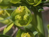 Euphorbia cyparissias 27, Cipreswolfsmelk, Saxifraga-Rutger Barendse