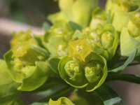 Euphorbia cyparissias 28, Cipreswolfsmelk, Saxifraga-Rutger Barendse